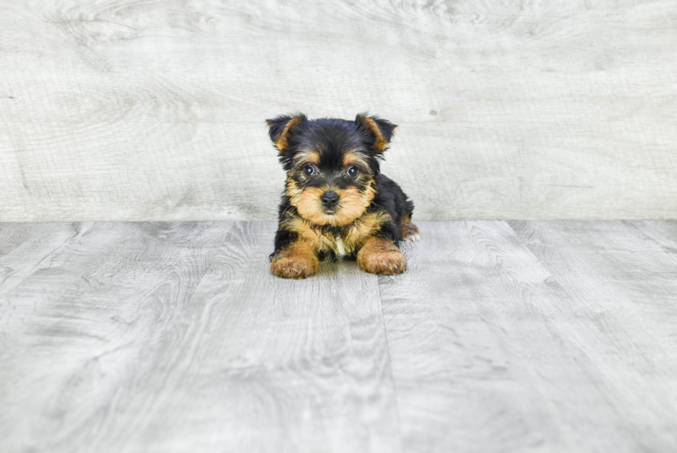 Meet Timmy - our Yorkshire Terrier Puppy Photo 