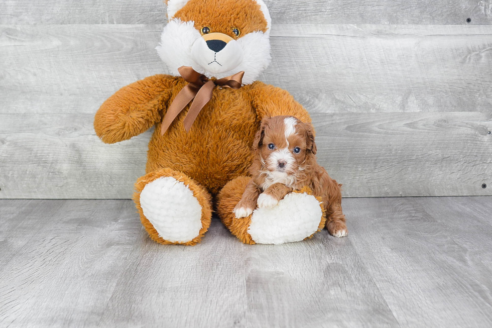 Cavapoo Pup Being Cute