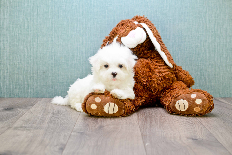 Popular Maltese Baby