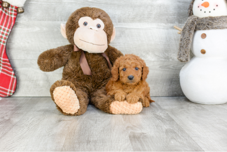 Cute Mini Goldendoodle Baby