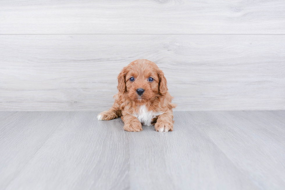 Cute Cavapoo Baby