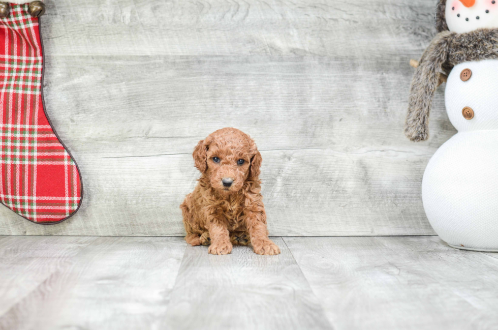 Popular Mini Goldendoodle Poodle Mix Pup