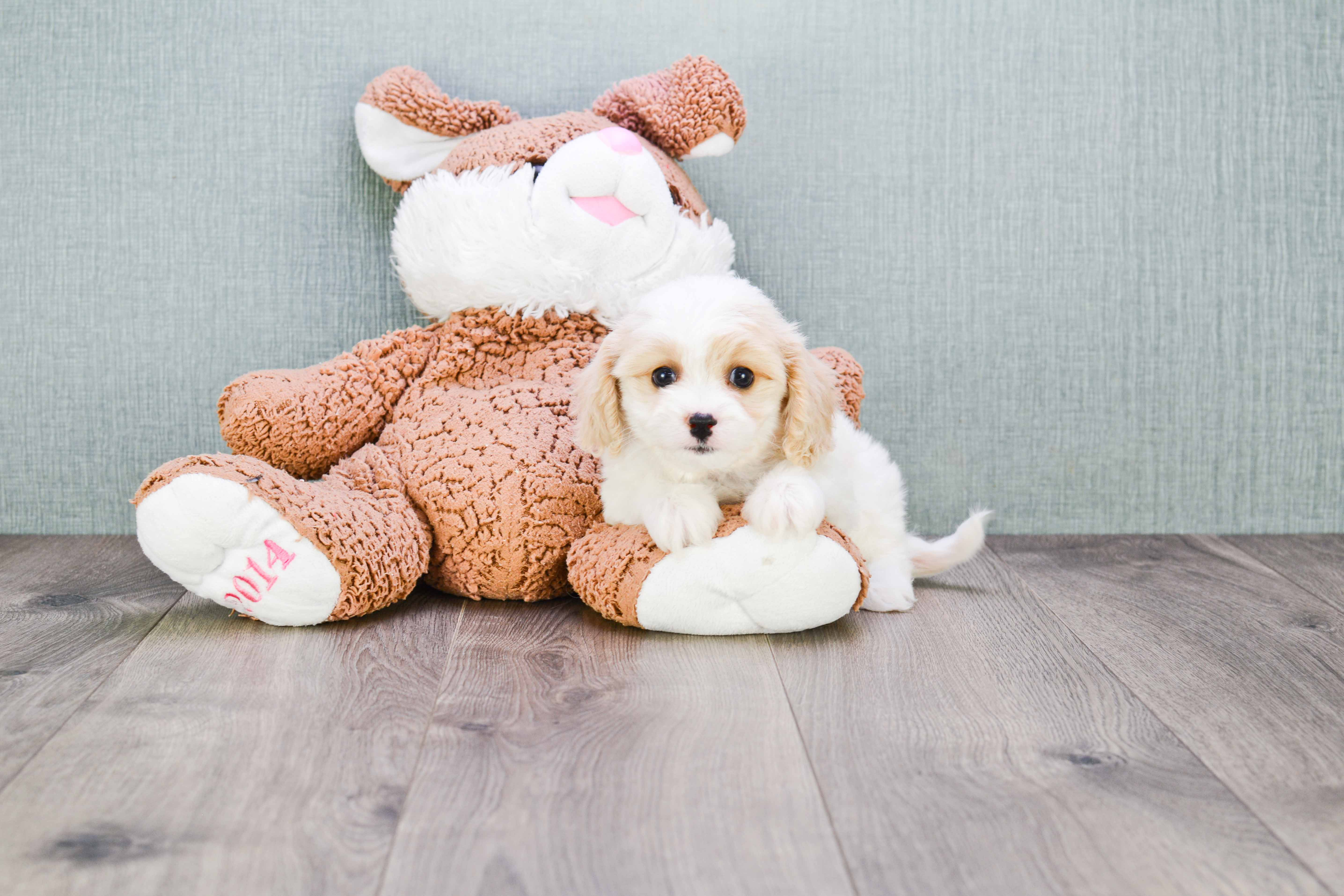 Friendly Cavachon Baby
