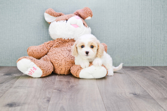 Friendly Cavachon Baby