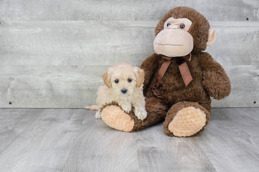 Cavapoo Puppy for Adoption