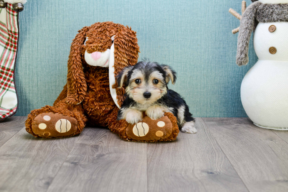 Morkie Pup Being Cute