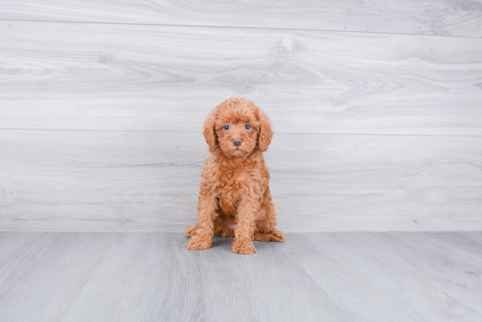 Mini Goldendoodle Pup Being Cute