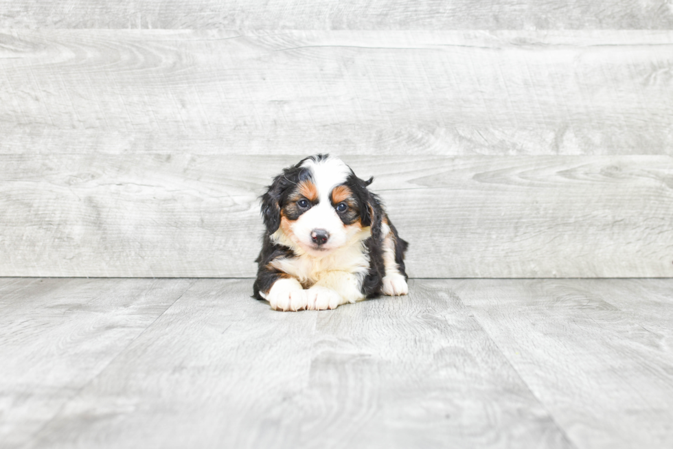 Mini Bernedoodle Puppy for Adoption