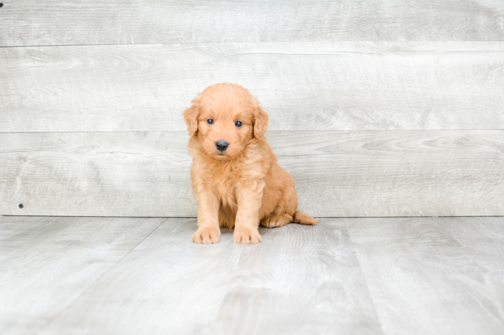 Funny Mini Goldendoodle Poodle Mix Pup