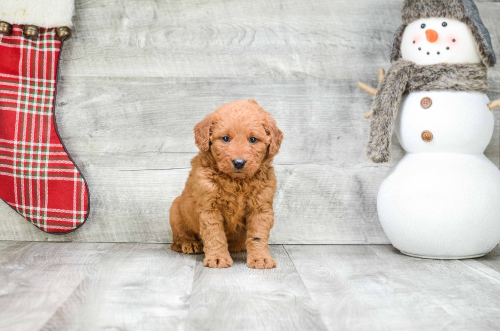 Mini Goldendoodle Puppy for Adoption