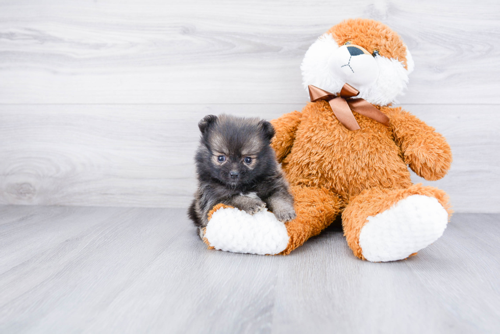 Best Pomeranian Baby