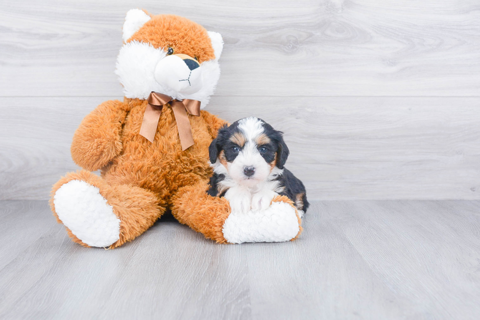 Mini Bernedoodle Pup Being Cute