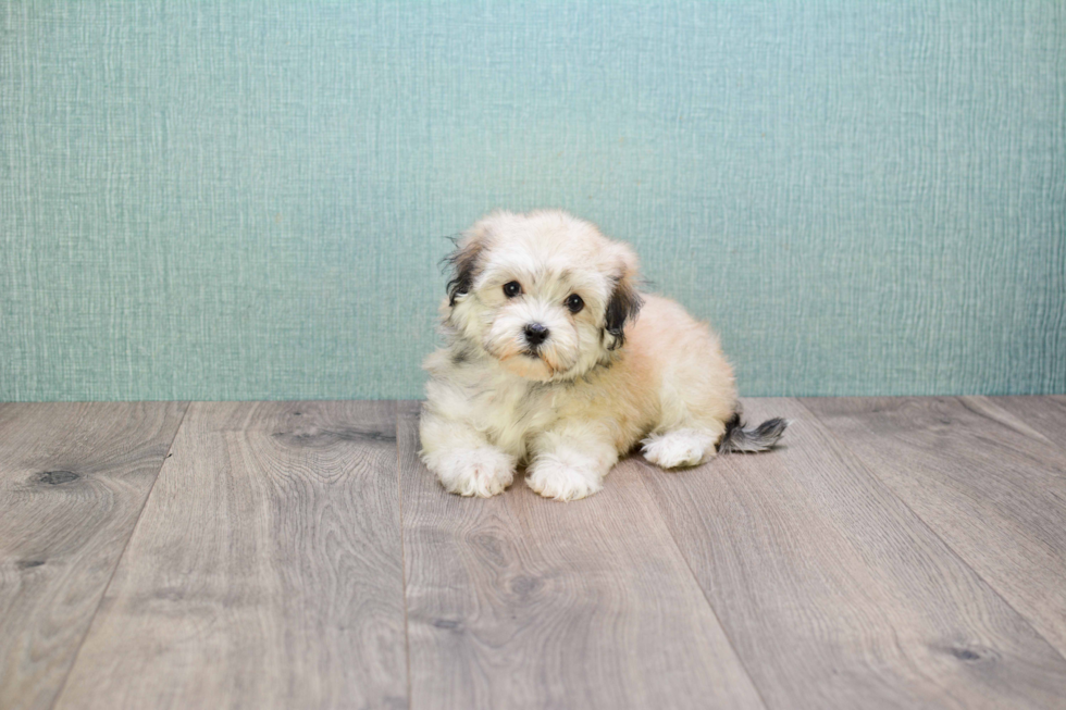 Playful Havanese Purebred Pup