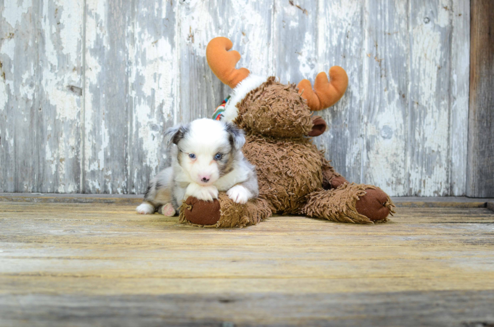 Mini Aussiedoodle Puppy for Adoption