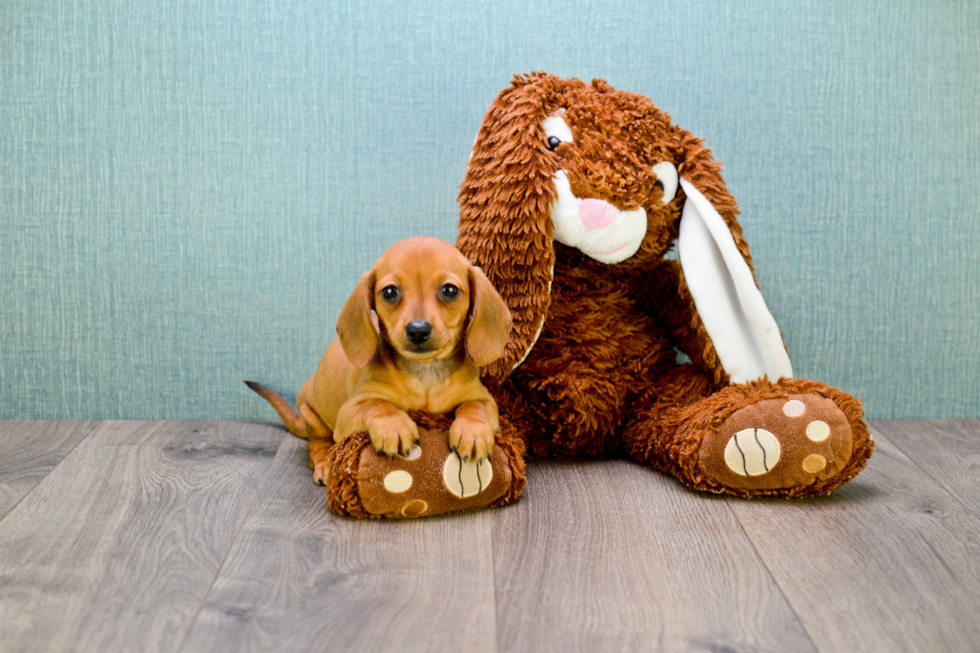 Dachshund Pup Being Cute