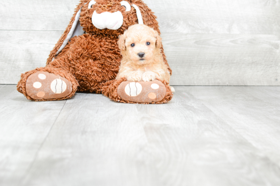 Happy Maltipoo Baby