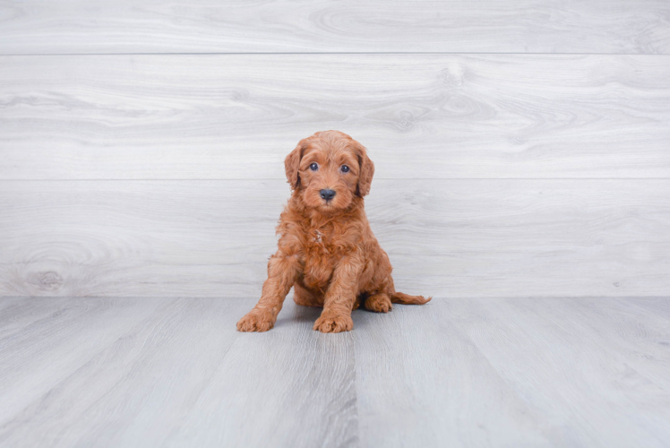 Cockapoo Pup Being Cute