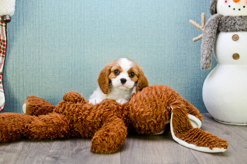 Playful Cavalier King Charles Spaniel Baby