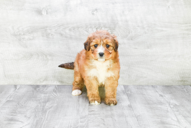 Best Mini Bernedoodle Baby