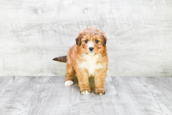 Best Mini Bernedoodle Baby