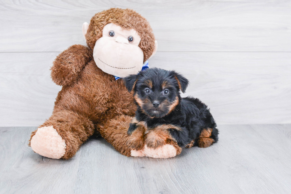 Meet Isabella - our Yorkshire Terrier Puppy Photo 