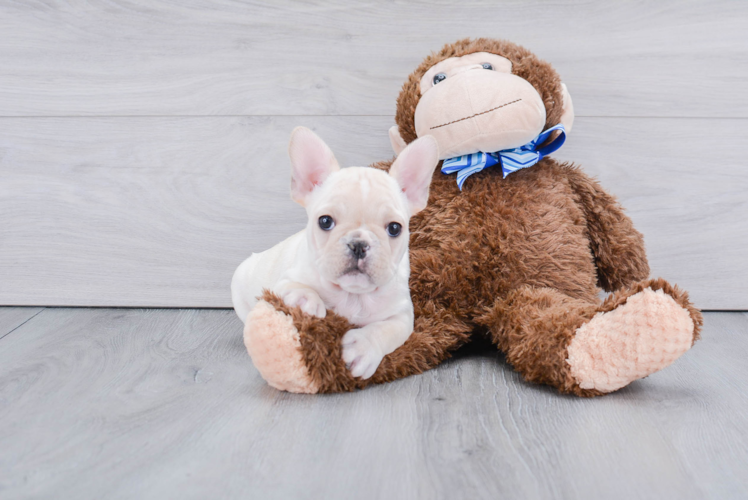 Akc Registered French Bulldog Purebred Pup