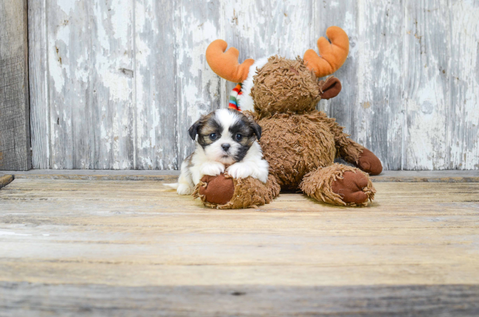 Teddy Bear Pup Being Cute