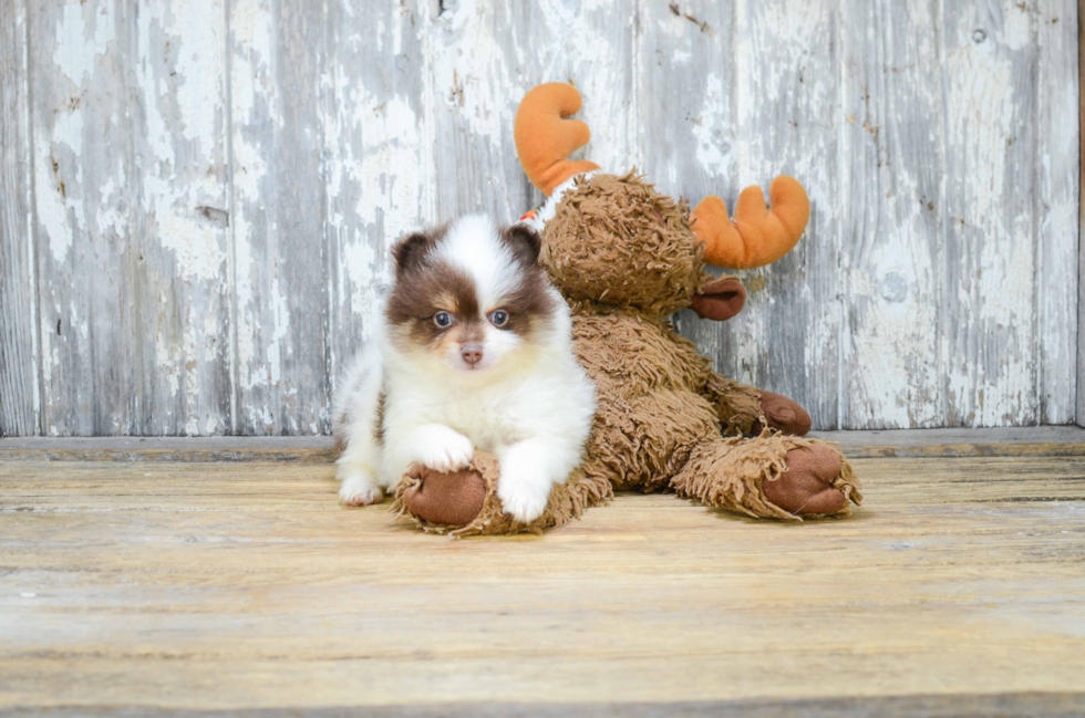 Akc Registered Pomeranian Purebred Pup