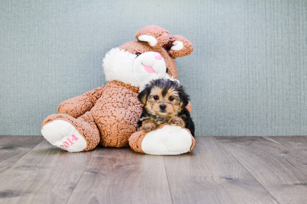 Hypoallergenic Yorkie Designer Puppy