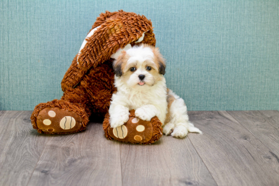 Cute Teddy Bear Baby