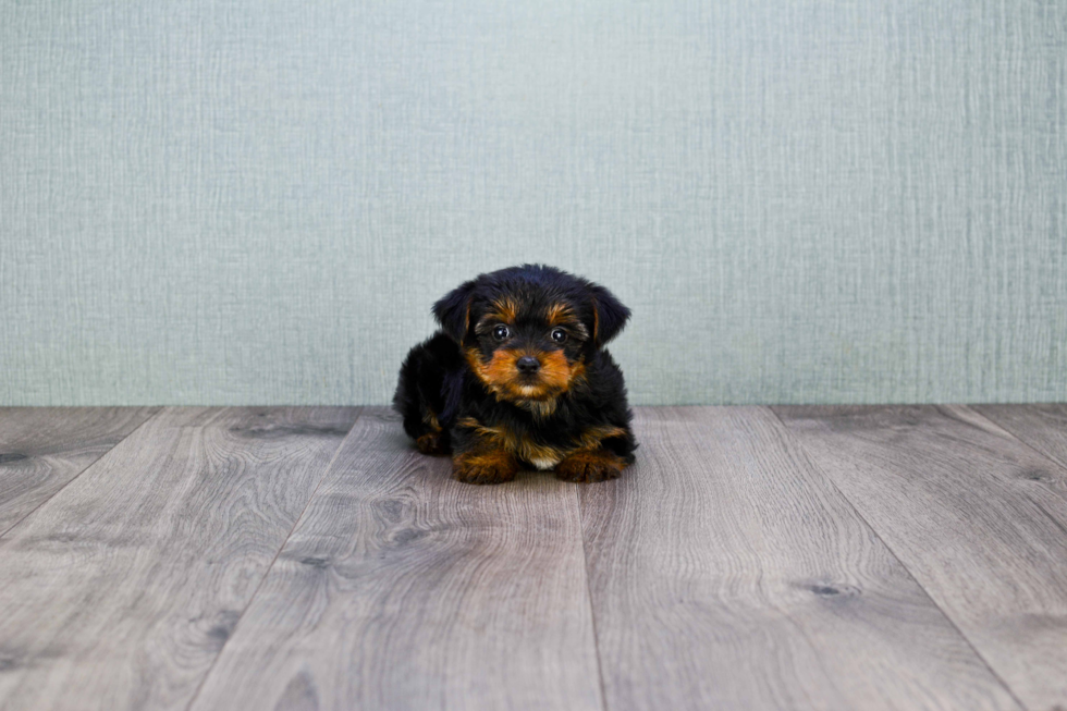 Meet Timmy - our Yorkshire Terrier Puppy Photo 