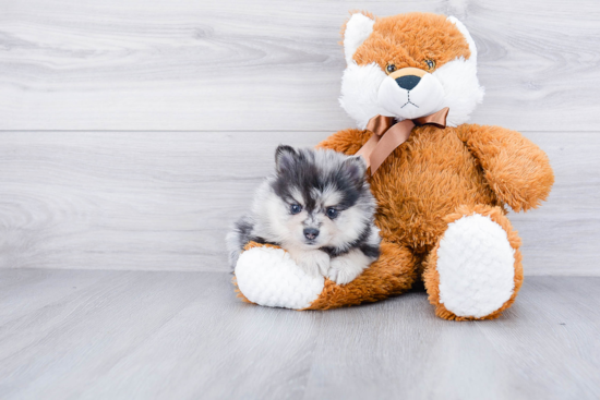 Popular Pomeranian Purebred Pup