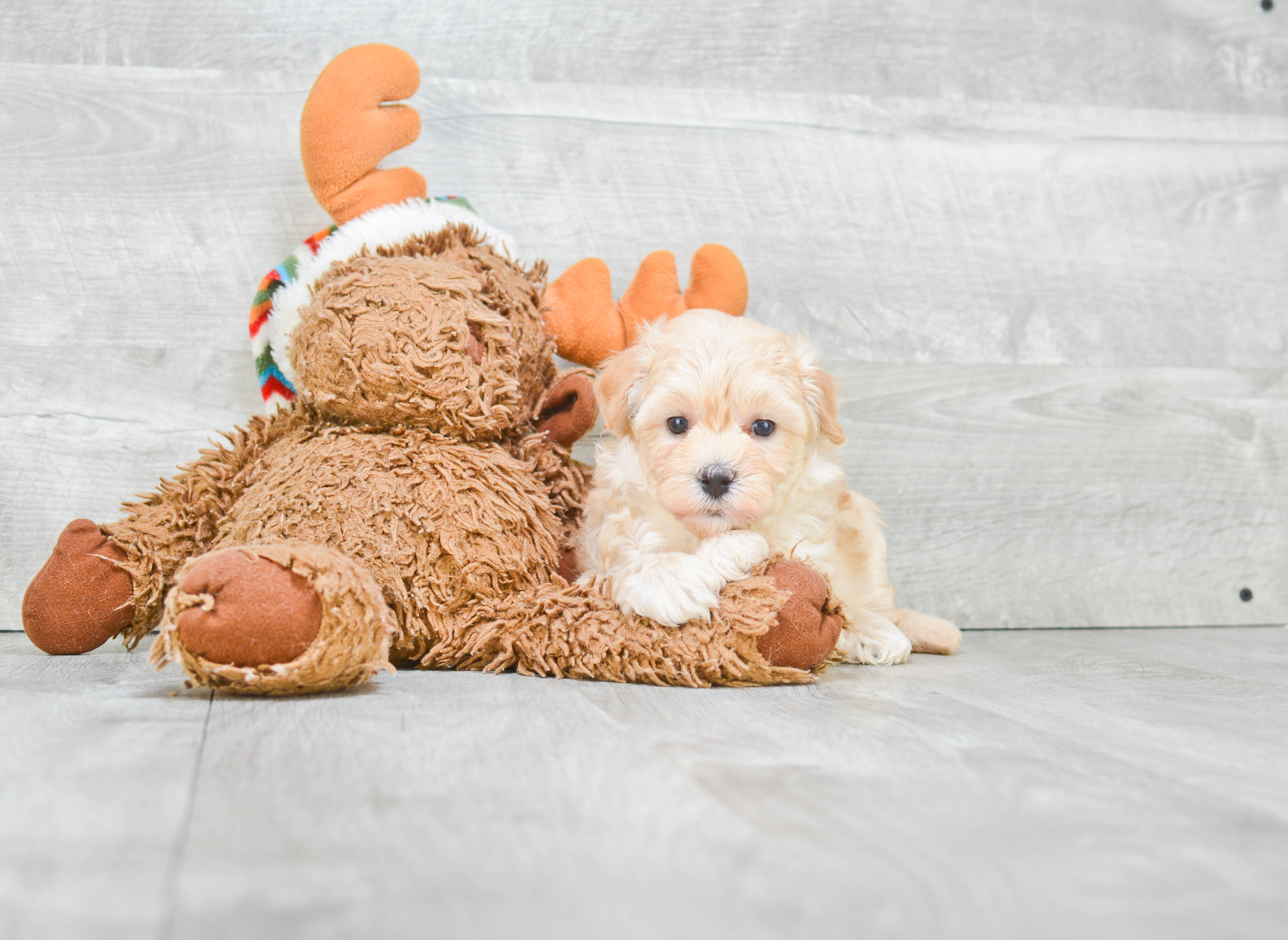 Maltipoo Puppy for Adoption
