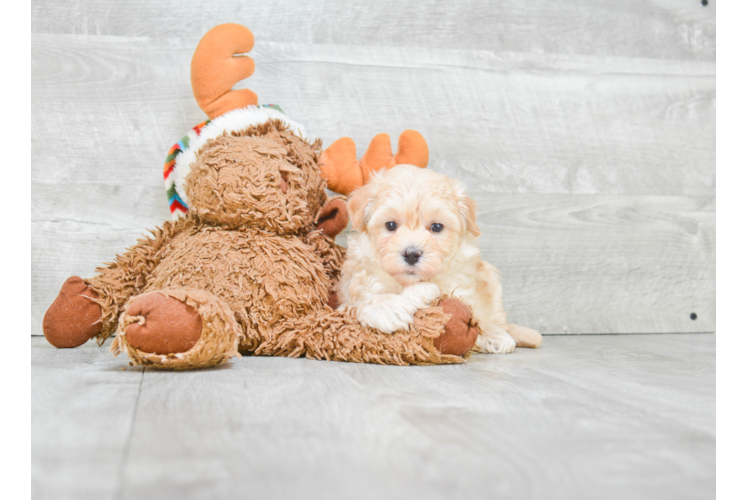 Maltipoo Puppy for Adoption