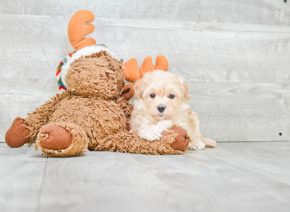 Maltipoo Puppy for Adoption