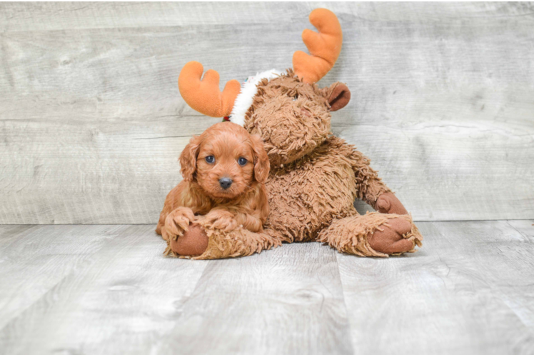 Best Cavapoo Baby