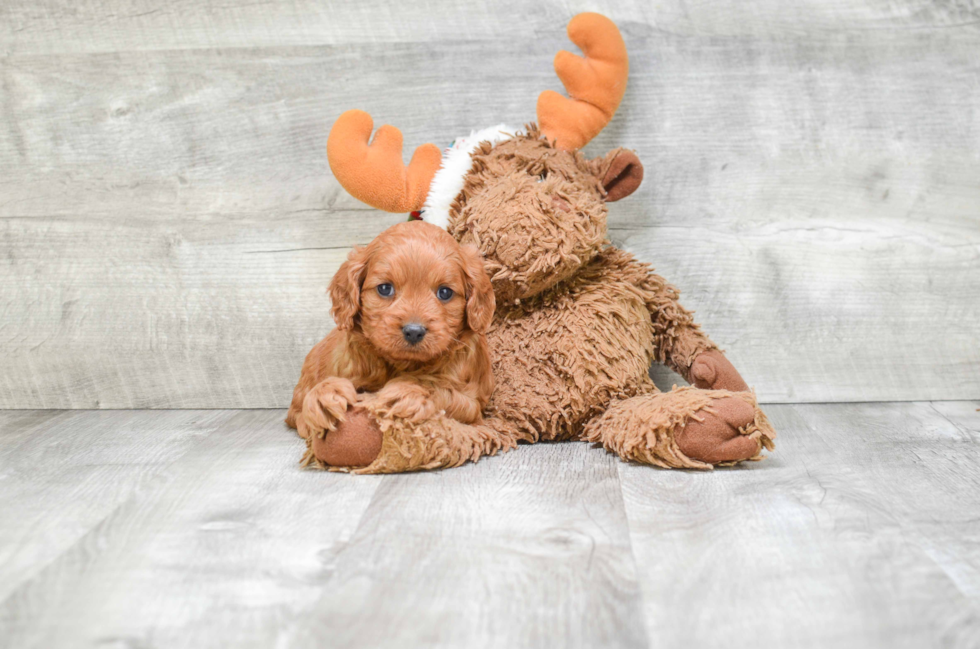 Best Cavapoo Baby