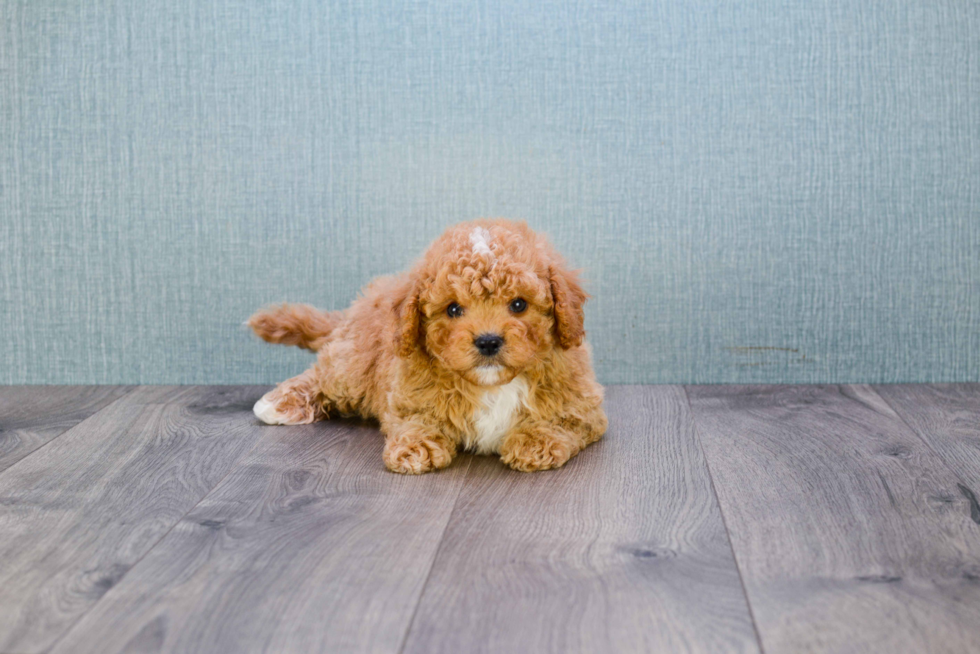 Cavapoo Puppy for Adoption