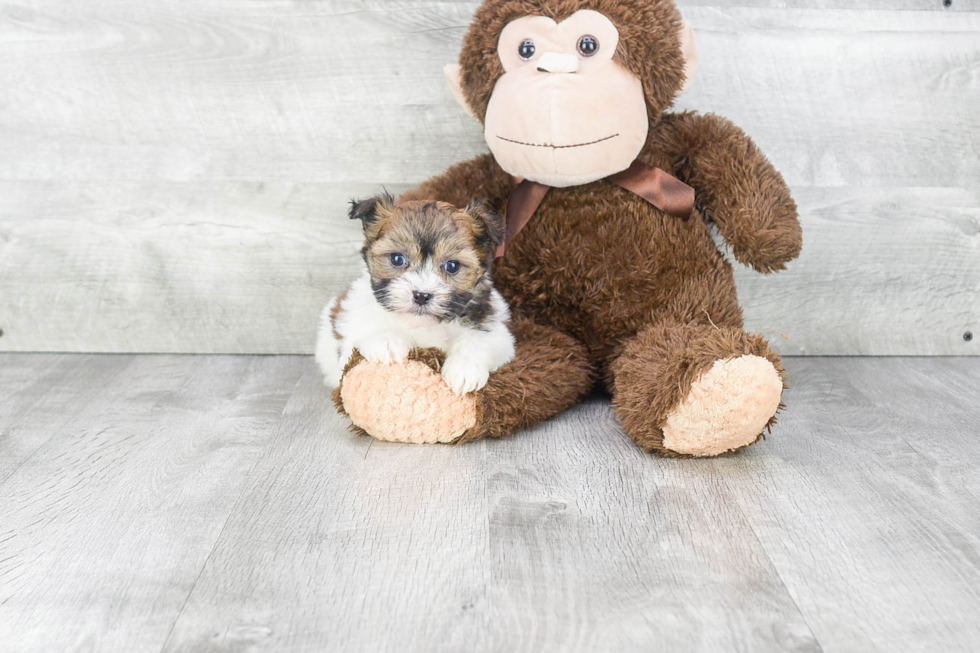 Hypoallergenic Havanese Baby