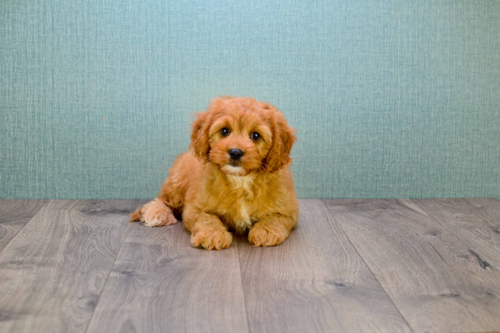 Cavapoo Pup Being Cute