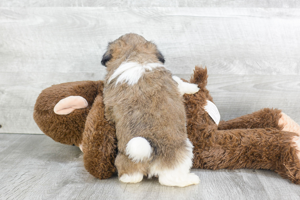 Teddy Bear Pup Being Cute