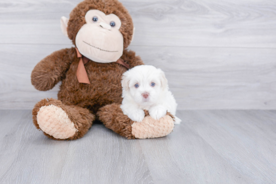 Havanese Pup Being Cute