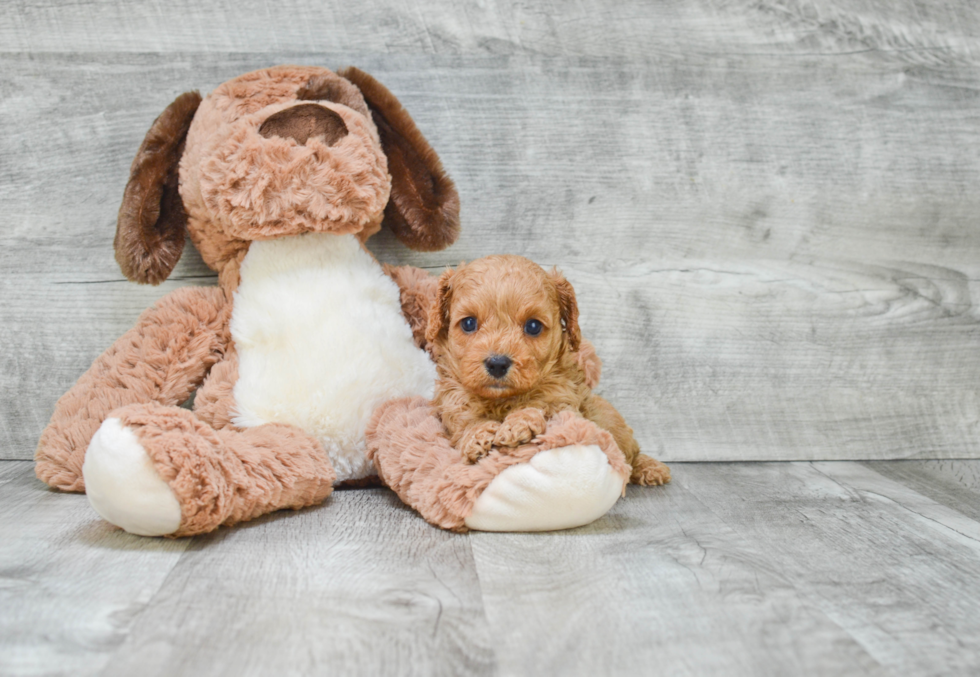 Cavapoo Pup Being Cute