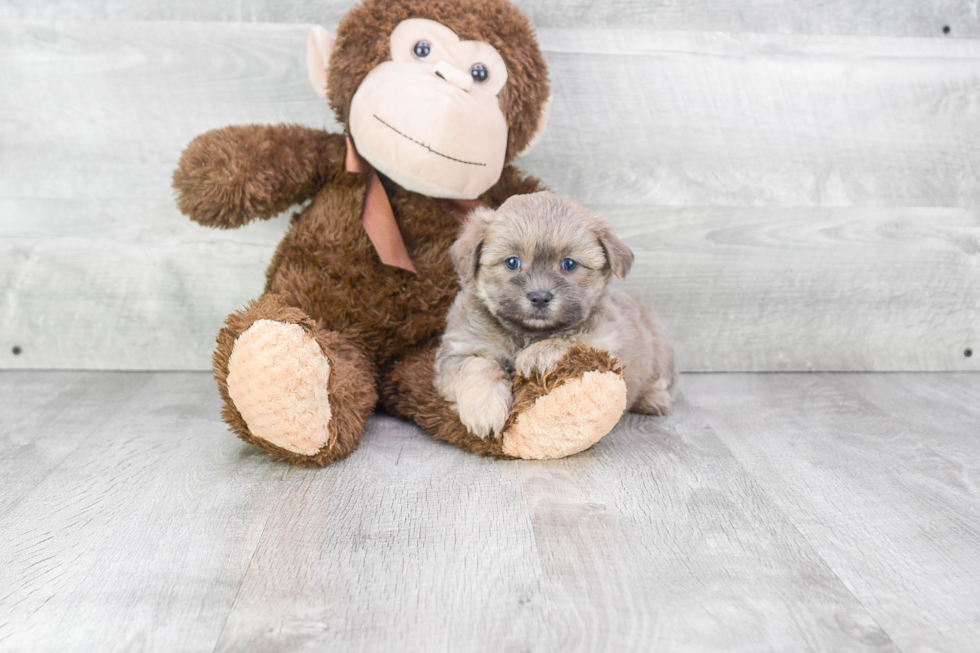 Teddy Bear Pup Being Cute