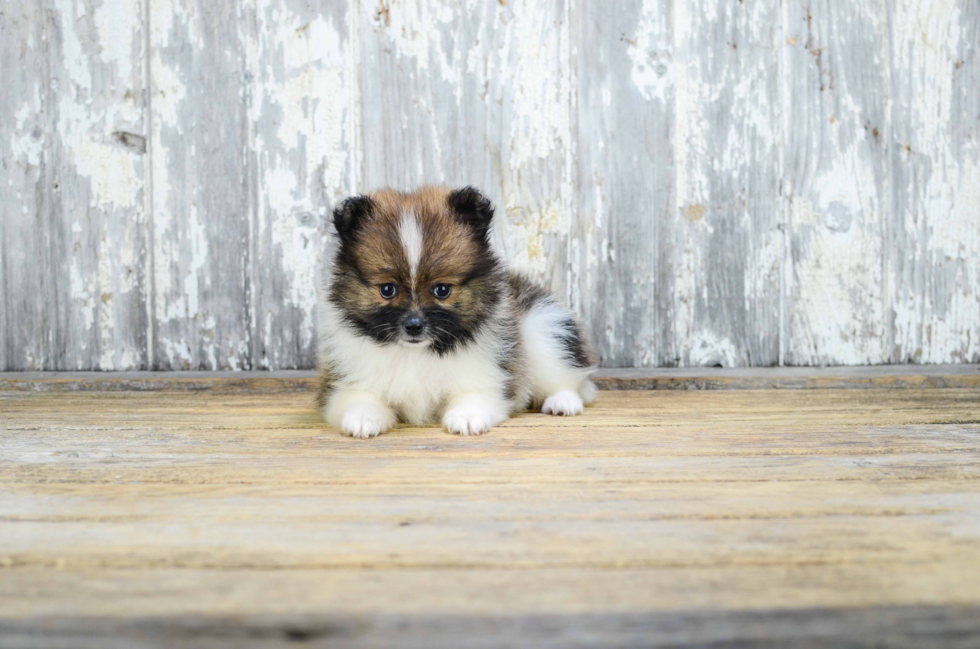 Pomeranian Pup Being Cute