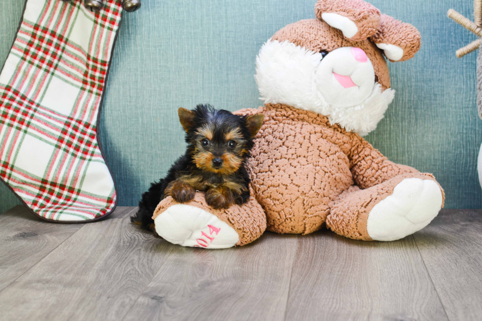 Meet Tinkerbell - our Yorkshire Terrier Puppy Photo 