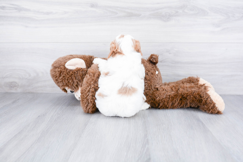 Adorable Cavoodle Poodle Mix Puppy