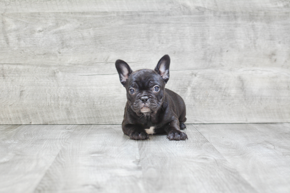 French Bulldog Pup Being Cute