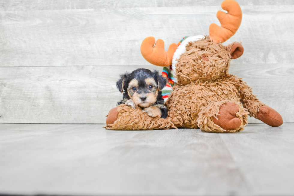 Playful Yorkie Designer Puppy