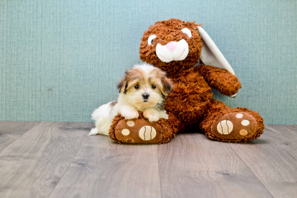 Morkie Pup Being Cute